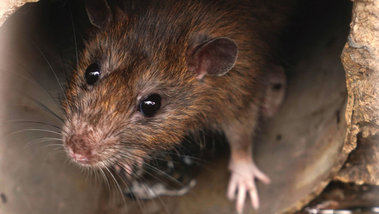 New York plans to put rats on birth control