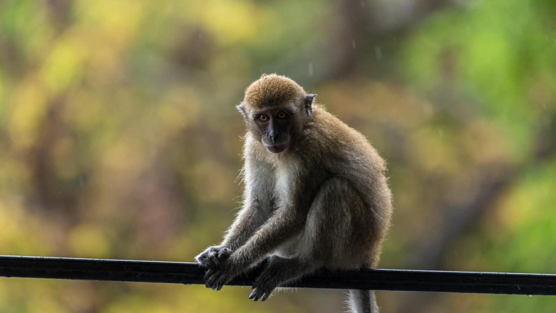 Section of Hong Kong zoo closes after eight monkeys found dead